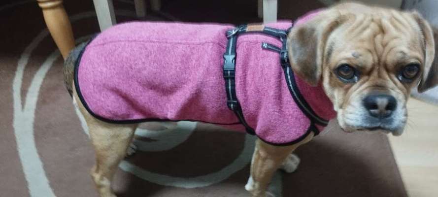 Hundekleidung - Top oder Flop-Beitrag-Bild