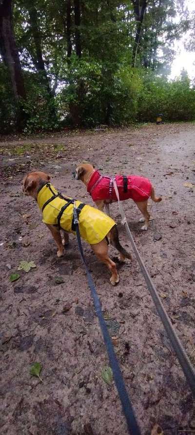 Hundekleidung - Top oder Flop-Beitrag-Bild