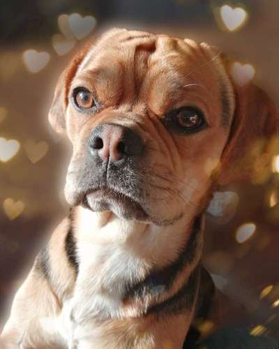 Photomontagen mit Hund-Beitrag-Bild