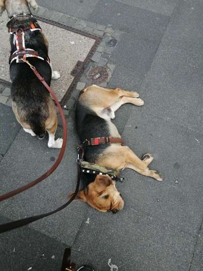 Junghund: Gassi gehen-Beitrag-Bild