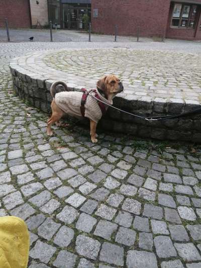 Mischlinge raten - Rätselspaß-Beitrag-Bild