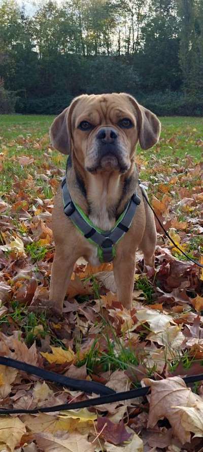Rasse von meiner kleinen Lilly-Beitrag-Bild