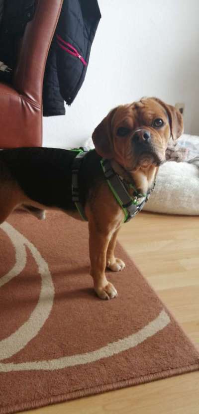 Seltene Rassen!-Beitrag-Bild