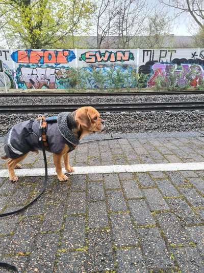Hundekleidung - Top oder Flop-Beitrag-Bild
