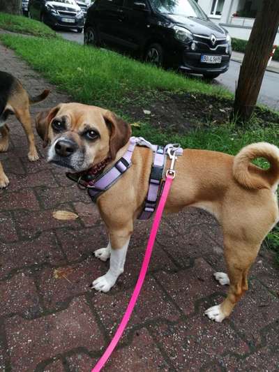 Mops mix-Beitrag-Bild