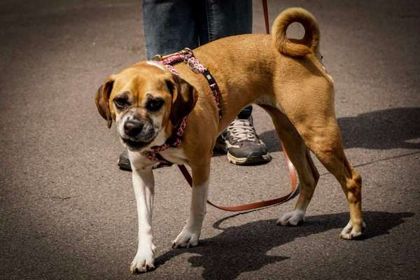 grumpy dog 😅-Beitrag-Bild