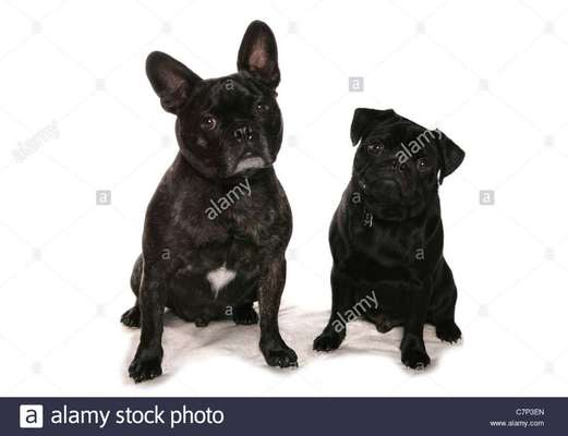 Wie wichtig ist euch das Aussehen eures Hundes?-Beitrag-Bild