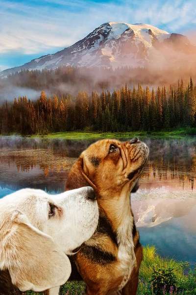 Photomontagen mit Hund-Beitrag-Bild