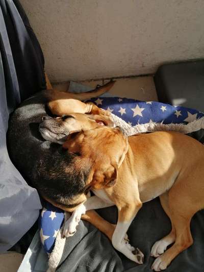 Fotochallenge liebespaare-Beitrag-Bild