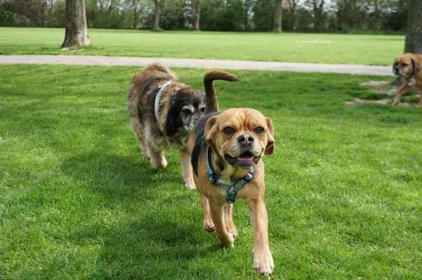 Beagle mischlinge!!-Beitrag-Bild