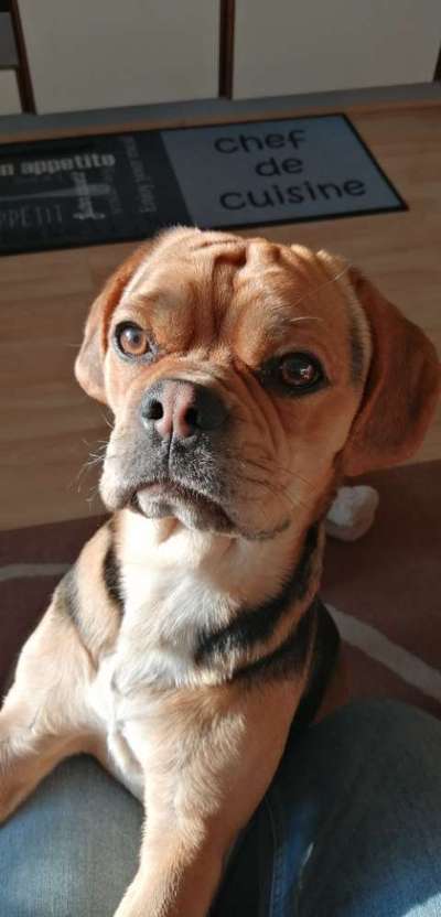 Mops mix-Beitrag-Bild