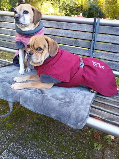 Hundemantel Hurtta Bare Winterjacke - Erfahrungen-Beitrag-Bild