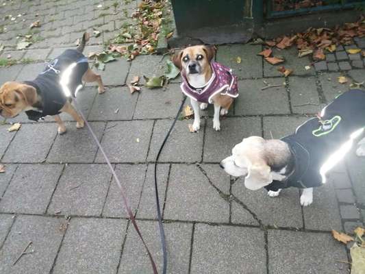 Hundemantel / Hundepullover-Beitrag-Bild
