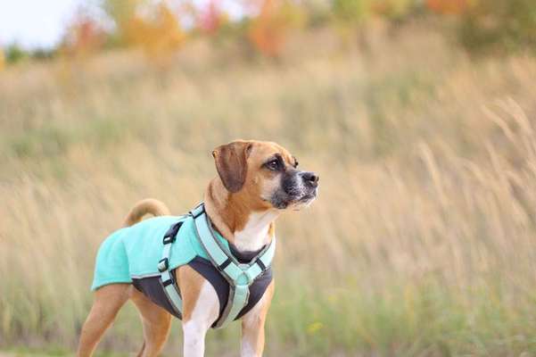 Mischlinge raten - Rätselspaß-Beitrag-Bild