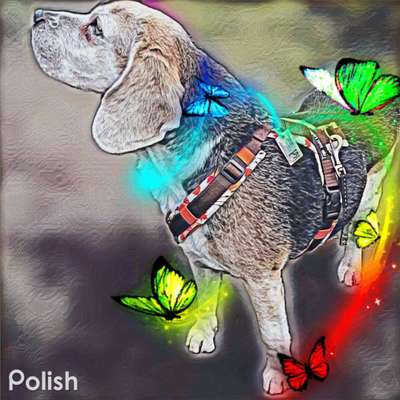 Photomontagen mit Hund-Beitrag-Bild