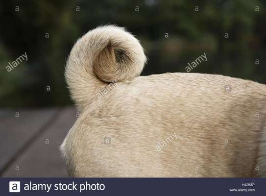 Wie wichtig ist euch das Aussehen eures Hundes?-Beitrag-Bild