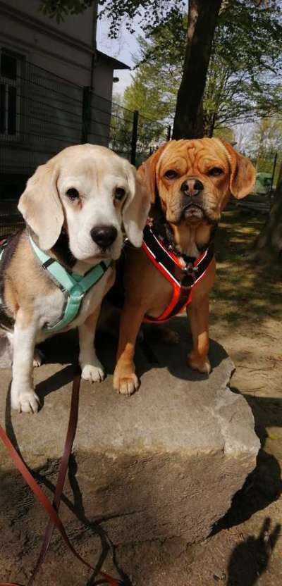 Umfrage zur relativen Schnauzenlänge-Beitrag-Bild