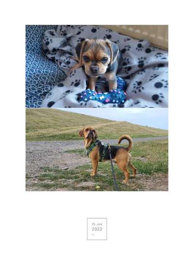 Vom Welpen zum Hund-Beitrag-Bild