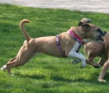 Top Dog-der Live Ticker Thread-Beitrag-Bild