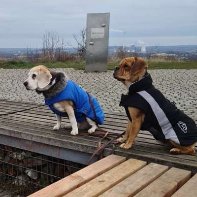 Hundetreffen-Spieltreffen Schmechtingwiese