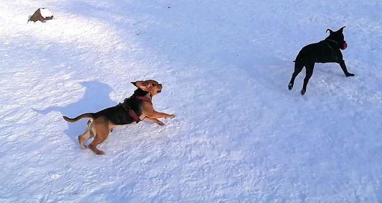 Challenge Nr. 16         Dynamik - Dein Hund in Bewegung-Beitrag-Bild