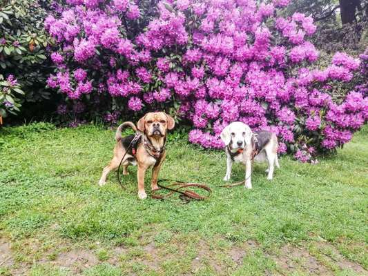 Sind hier Deutsch Kurzhaar/ Jagdhunde?-Beitrag-Bild