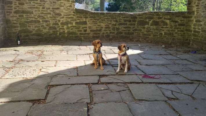 Dogorama Photo Challenge - Steine/Felsen-Beitrag-Bild