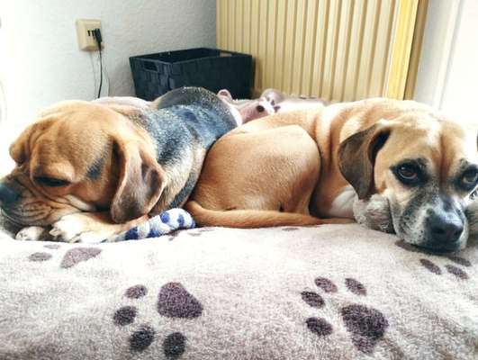 Puggle-Beitrag-Bild