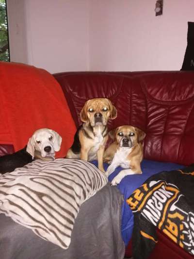 Bester Freund, Hundekumpel - zeigt her!-Beitrag-Bild