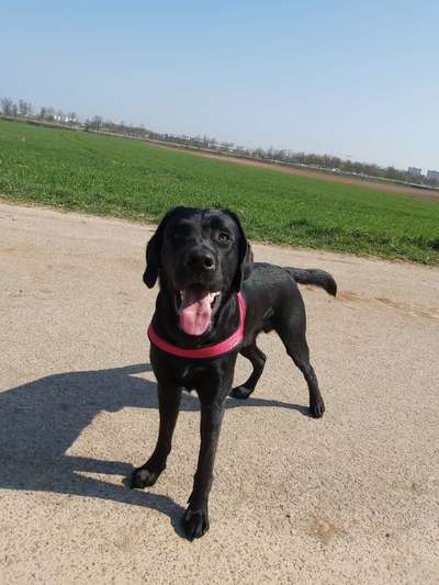 Labradorfans-Beitrag-Bild