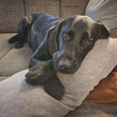 Labradorfans-Beitrag-Bild