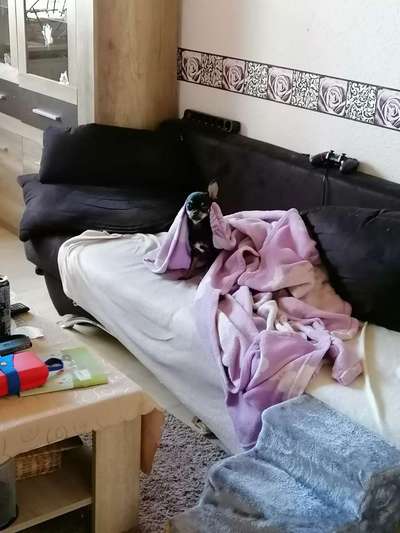 Wald Bild-Beitrag-Bild