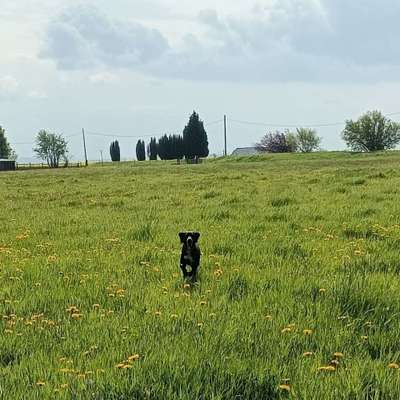 Hundetreffen-Aushelfen beim Gassi-Gehen-Bild