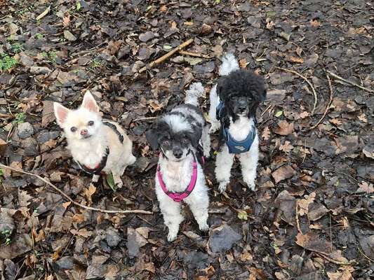 Welche Hunderasse-Beitrag-Bild