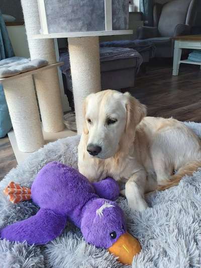 Golden Retriever-Beitrag-Bild