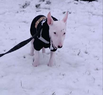 Dogorama Photo Challenge - Winterstimmung-Beitrag-Bild