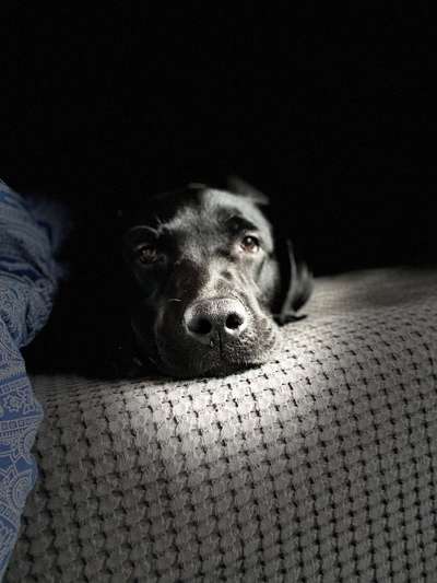 Hunde Porträt (Portrait) Galerie....-Beitrag-Bild