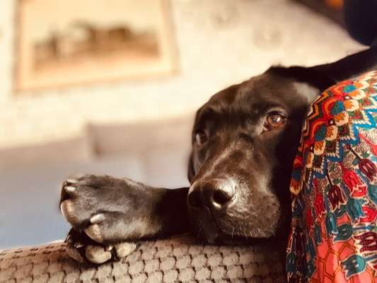 Hunde Porträt (Portrait) Galerie....-Beitrag-Bild