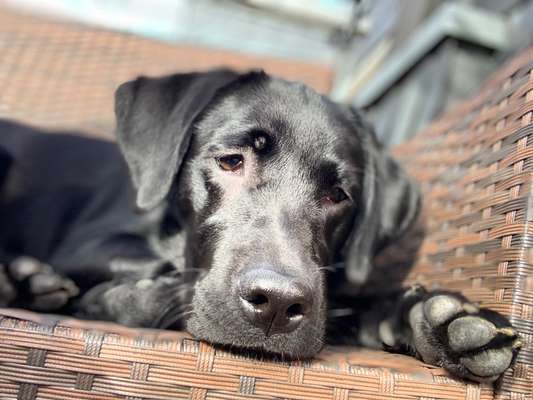 Hunde Porträt (Portrait) Galerie....-Beitrag-Bild