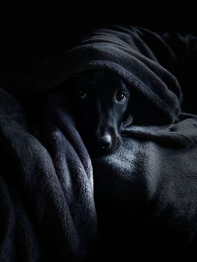 Hunde Porträt (Portrait) Galerie....-Beitrag-Bild