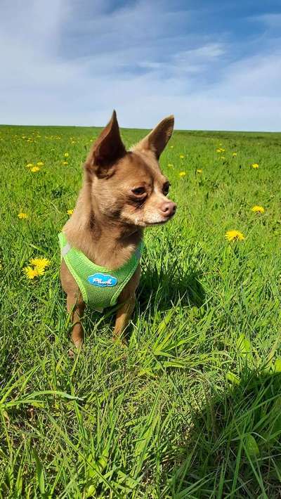 Hundetreffen-Spaziergang der "Kleinen"-Bild