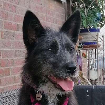 Dogorama Photo Challenge - Einmal lächeln bitte-Beitrag-Bild