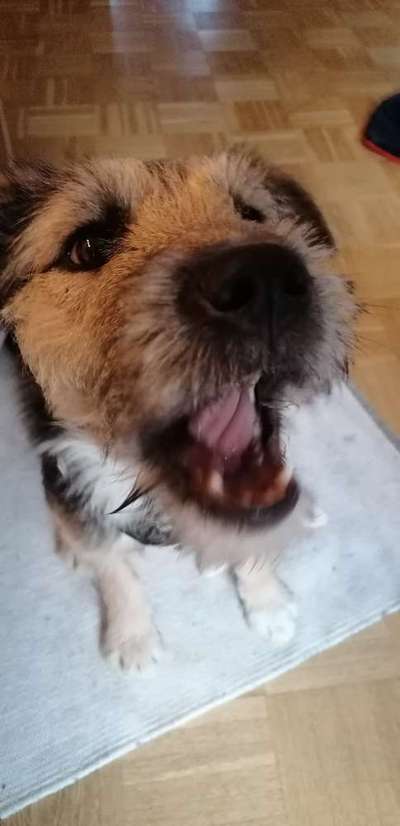 Dogorama Photo Challenge - Einmal lächeln bitte-Beitrag-Bild