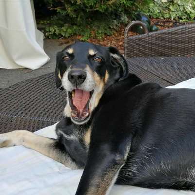 Dogorama Photo Challenge - Einmal lächeln bitte-Beitrag-Bild