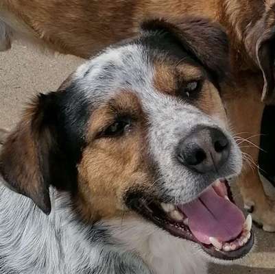 Dogorama Photo Challenge - Einmal lächeln bitte-Beitrag-Bild