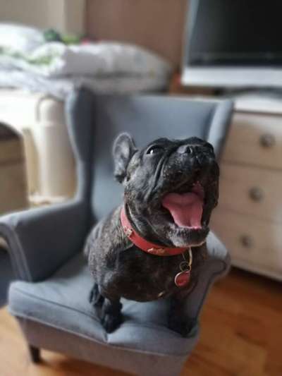 Dogorama Photo Challenge - Einmal lächeln bitte-Beitrag-Bild