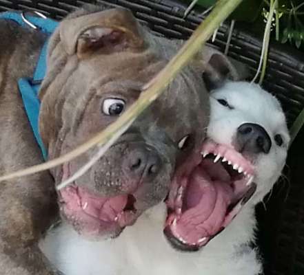 Dogorama Photo Challenge - Einmal lächeln bitte-Beitrag-Bild