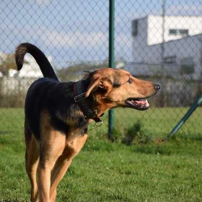 Hundetreffen-Social Walk-Bild