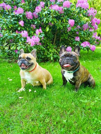 Französische Bulldoggen-Beitrag-Bild