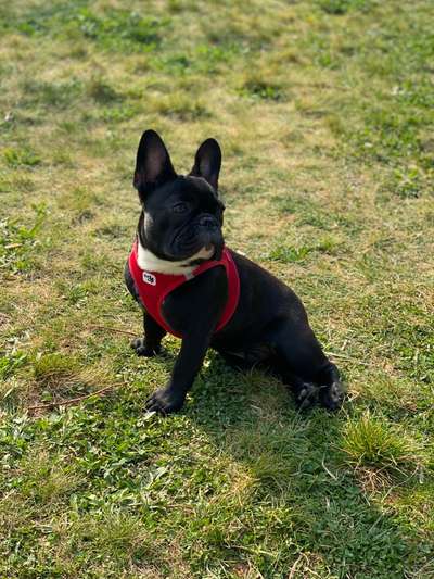 Französische Bulldoggen-Beitrag-Bild